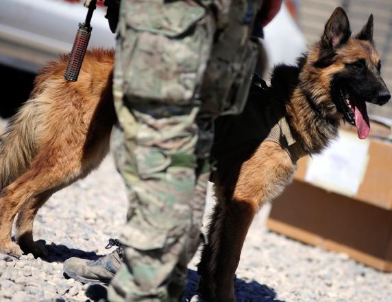 Caption: Australian Army soldier Sergeant 'J' from Special Operations Task Group with his military working dog 'Kuga' at Multi-National Base Tarin Kowt in Uruzgan province, Afghanistan.