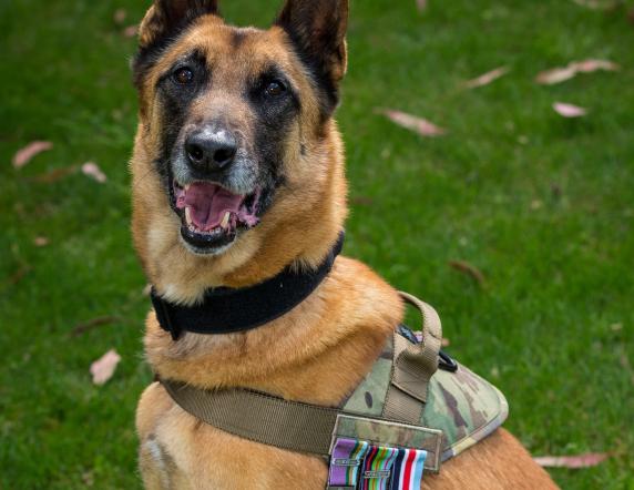 Australian Army special operations military working dog ‘Odin’ from the Special Air Service Regiment wearing his Canine Operational Service Medal with ‘Afghanistan’ clasp after deploying on Operation Slipper with the Special Operations Task Group in 2011.